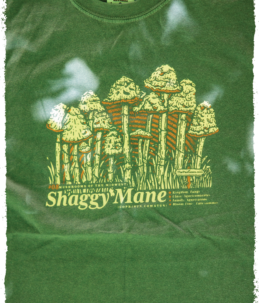 Shaggy Mane