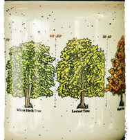 Tall Trees Mug